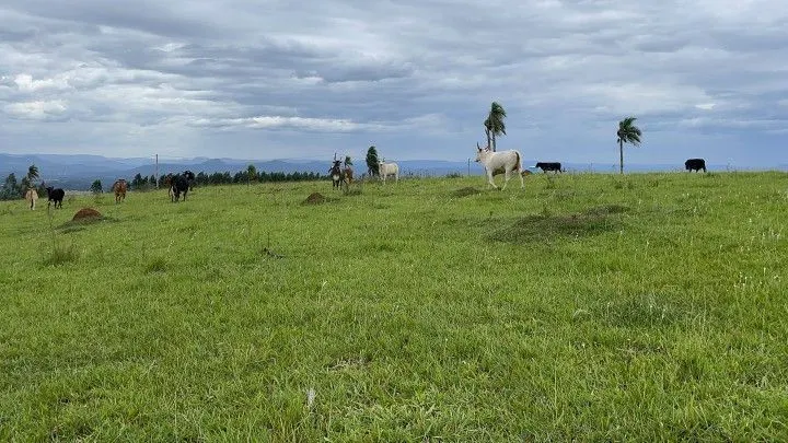 Chácara à venda de 6 ha em Taquara, RS, Brasil