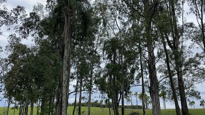 Chácara à venda de 6 ha em Taquara, RS, Brasil