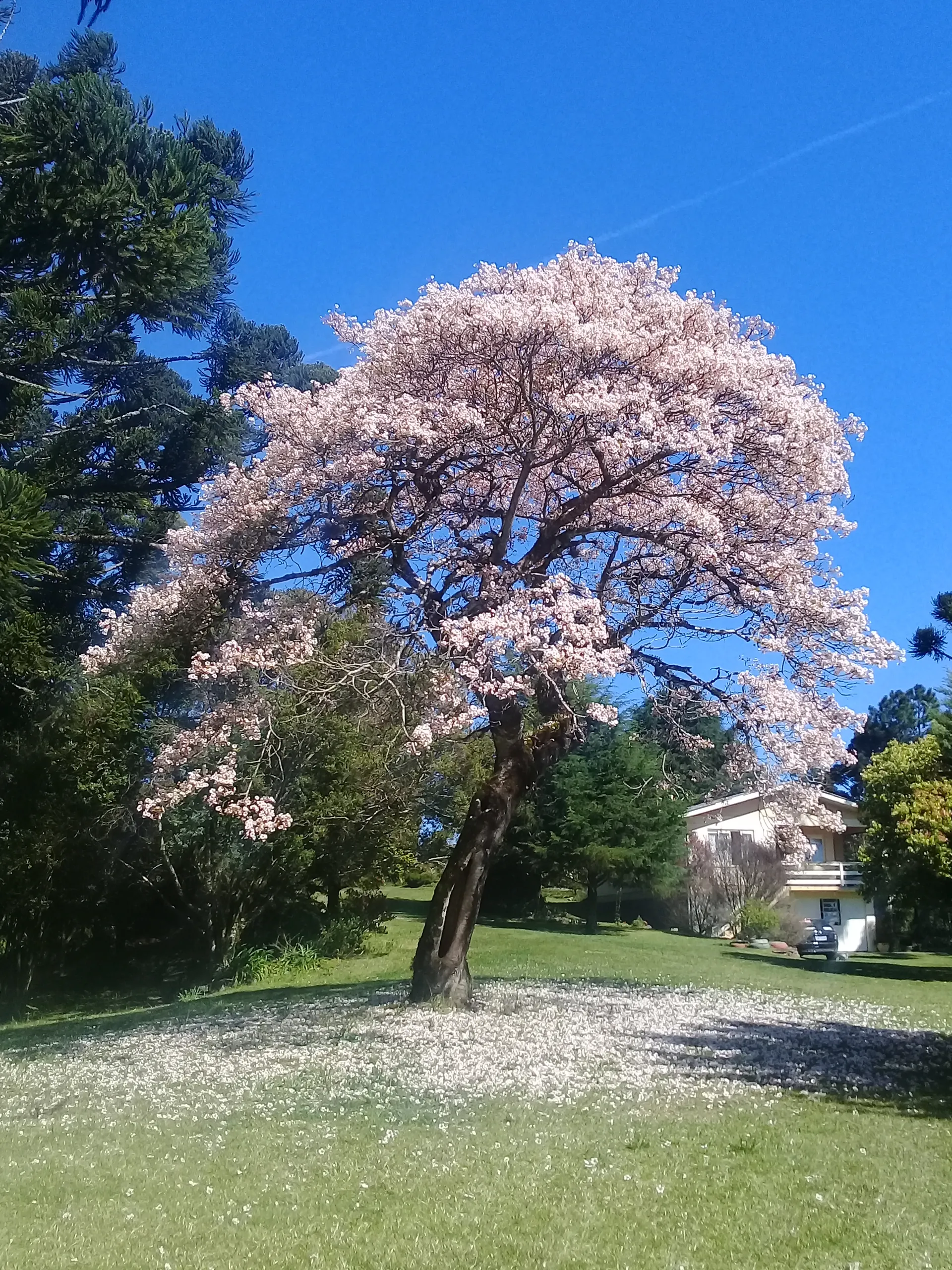 Sítio à venda de 21 ha em Gramado, RS, Brasil