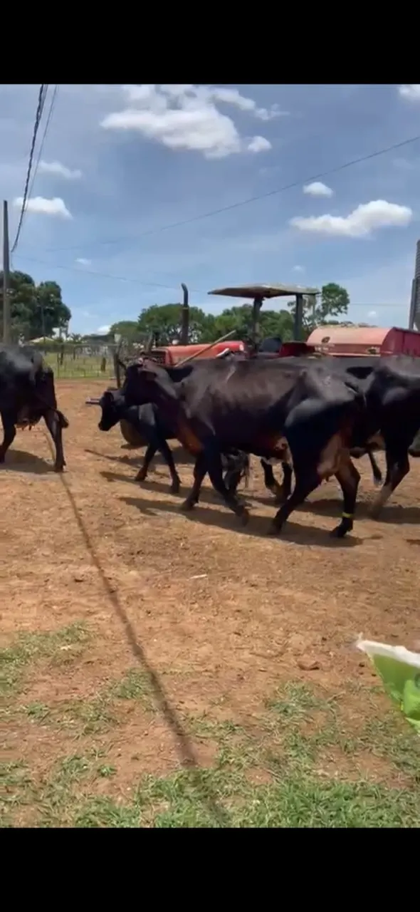 Farm for sale of 1,648 acres in João Pinheiro, MG, Brazil