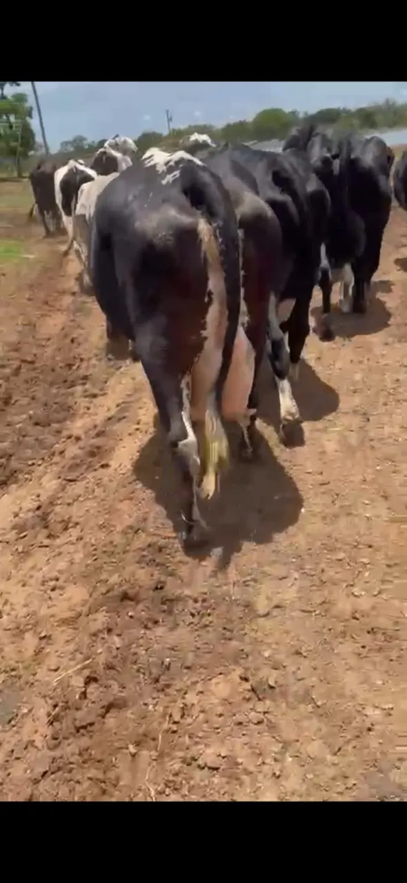 Farm for sale of 1,648 acres in João Pinheiro, MG, Brazil