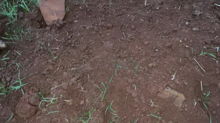 Chácara à venda de 1 ha em Santo Antônio da Patrulha, RS, Brasil