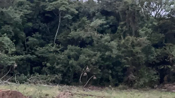 Chácara à venda de 1 ha em Santo Antônio da Patrulha, RS, Brasil