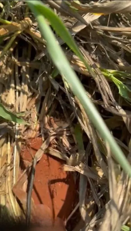Fazenda à venda de 6.400 ha em Nova Mutum, MT, Brasil