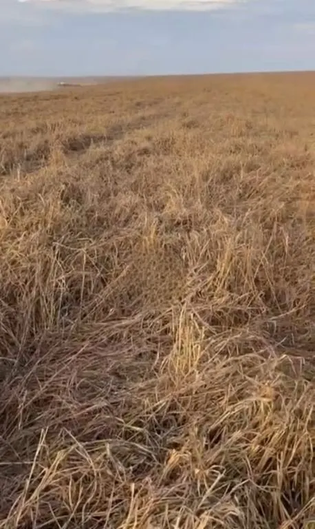 Fazenda à venda de 6.400 ha em Nova Mutum, MT, Brasil