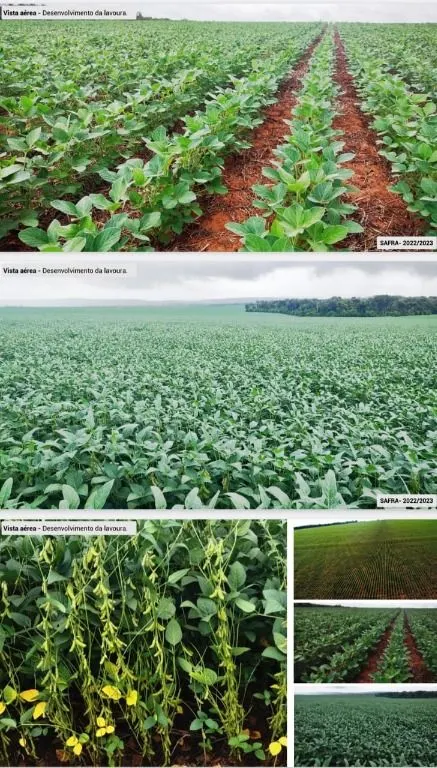Fazenda à venda de 6.400 ha em Nova Mutum, MT, Brasil
