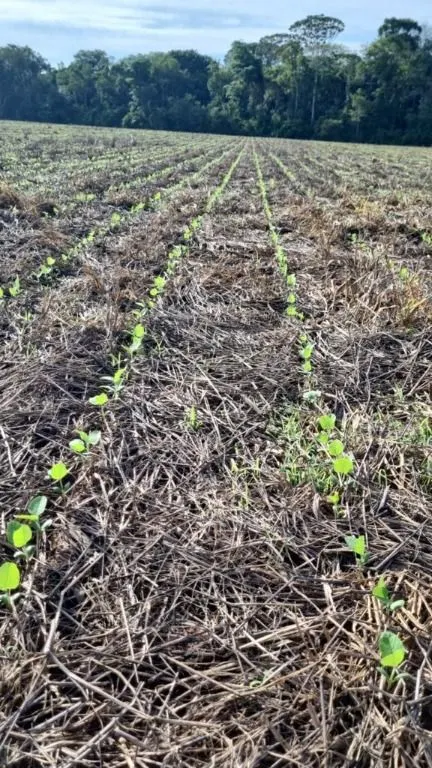 Fazenda à venda de 6.400 ha em Nova Mutum, MT, Brasil