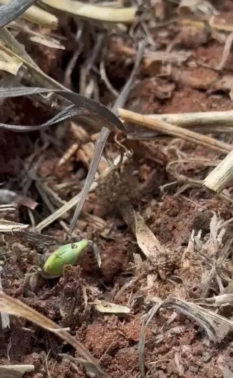 Fazenda à venda de 6.400 ha em Nova Mutum, MT, Brasil