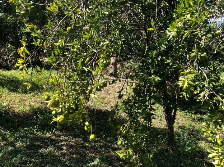Chácara à venda de 2.500 m² em Rolante, RS, Brasil