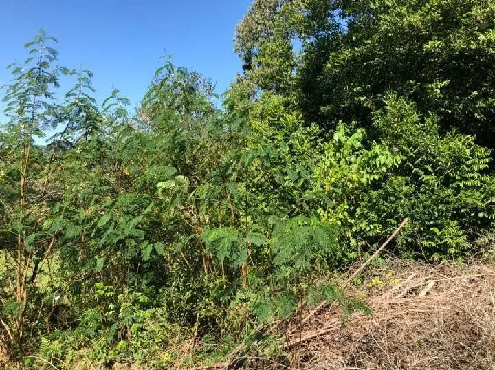 Chácara à venda de 2.500 m² em Rolante, RS, Brasil