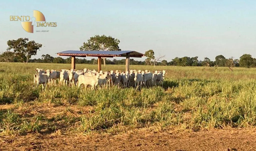 Fazenda à venda de 3.511 ha em Itiquira, MT, Brasil