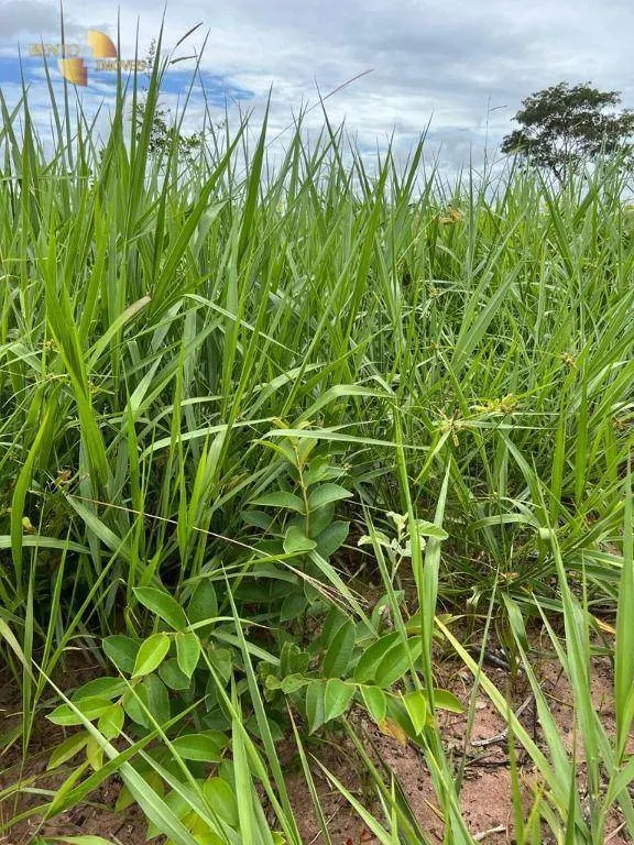 Fazenda à venda de 3.150 ha em Paranatinga, MT, Brasil