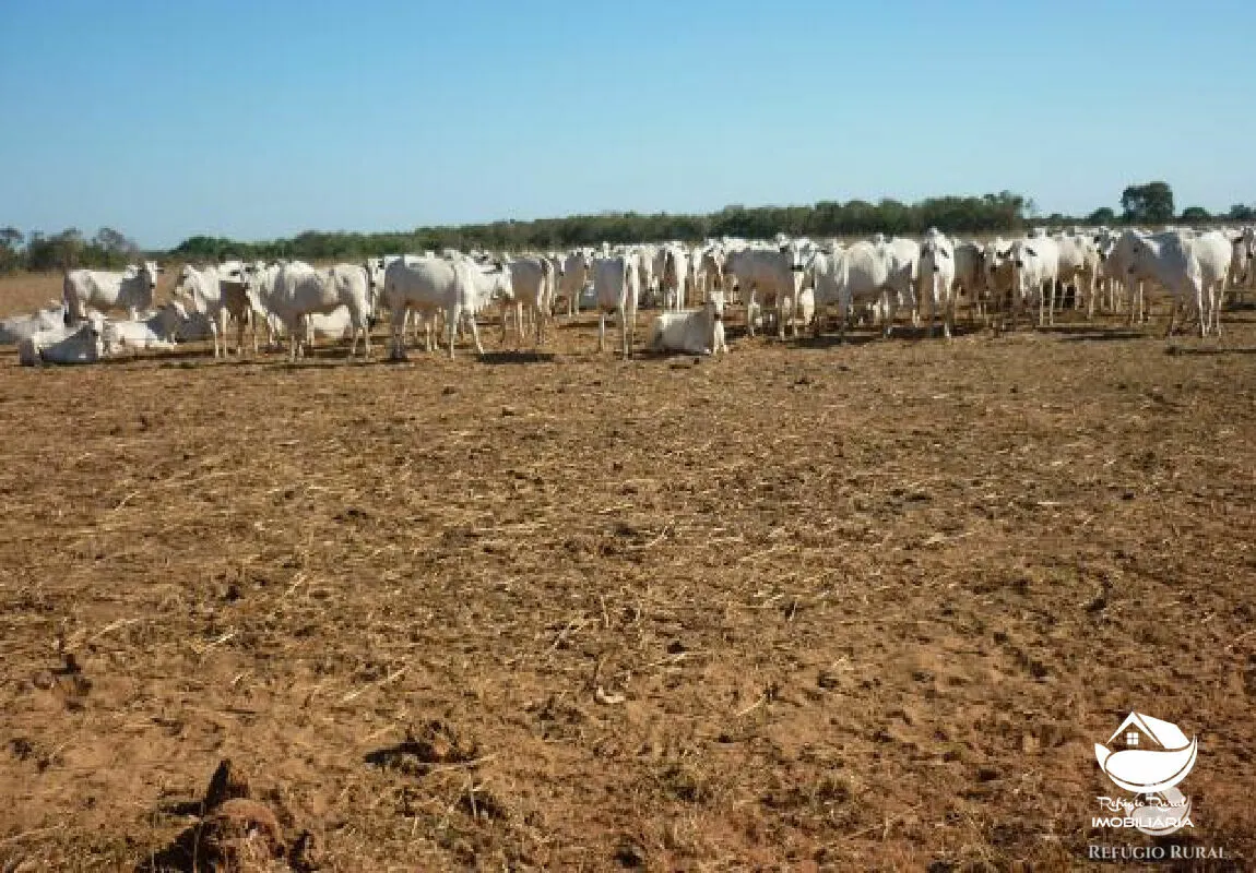 Fazenda à venda de 515 ha em Alvorada, TO, Brasil