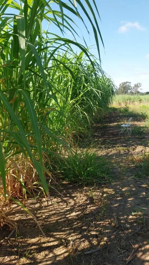Sítio à venda de 3 ha em Cajuru, SP, Brasil