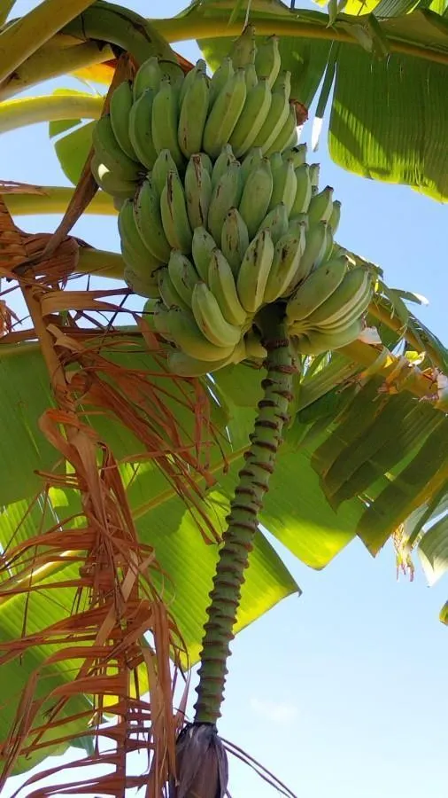 Sítio à venda de 3 ha em Cajuru, SP, Brasil