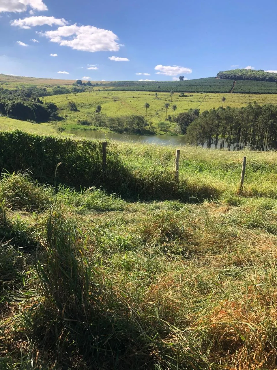 Fazenda à venda de 128 ha em São João da Boa Vista, SP, Brasil