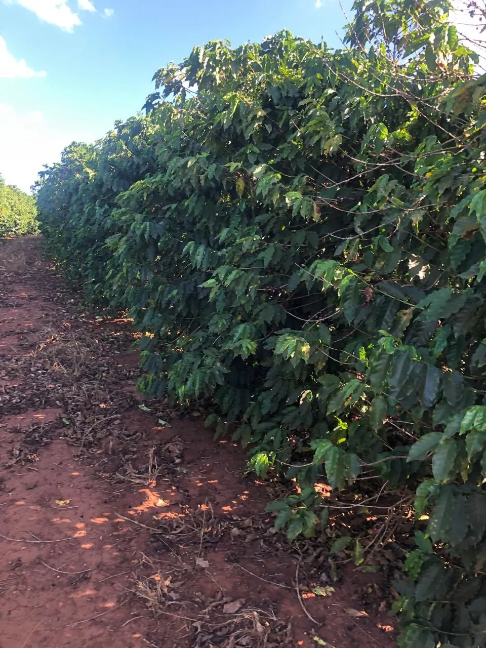 Fazenda à venda de 128 ha em São João da Boa Vista, SP, Brasil