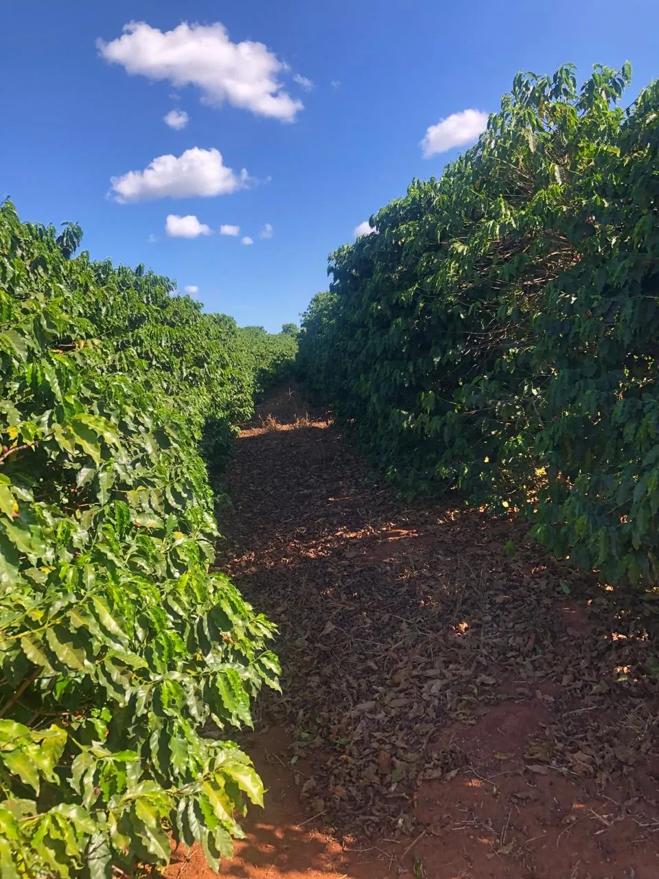 Fazenda à venda de 128 ha em São João da Boa Vista, SP, Brasil