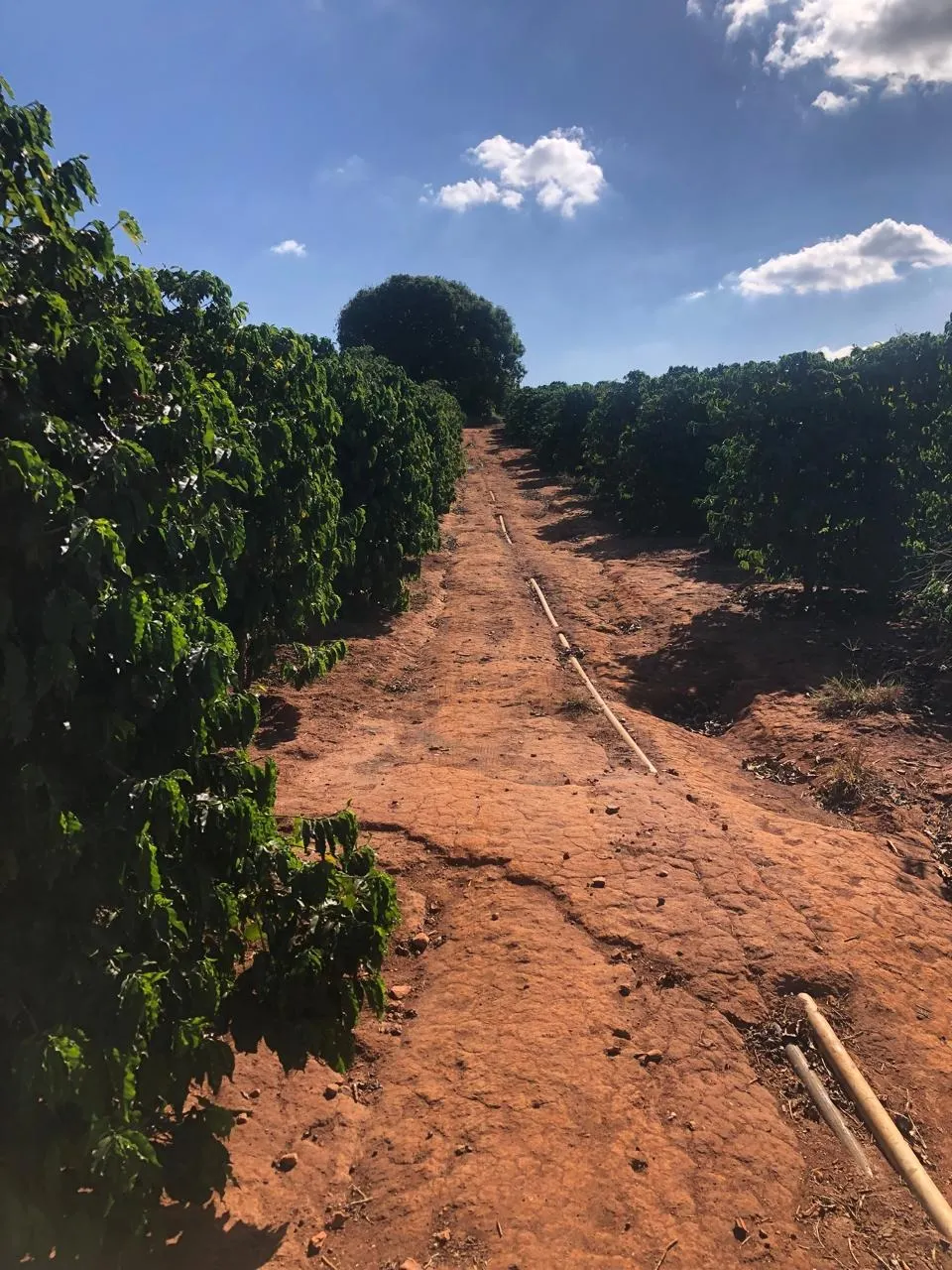 Fazenda à venda de 128 ha em São João da Boa Vista, SP, Brasil
