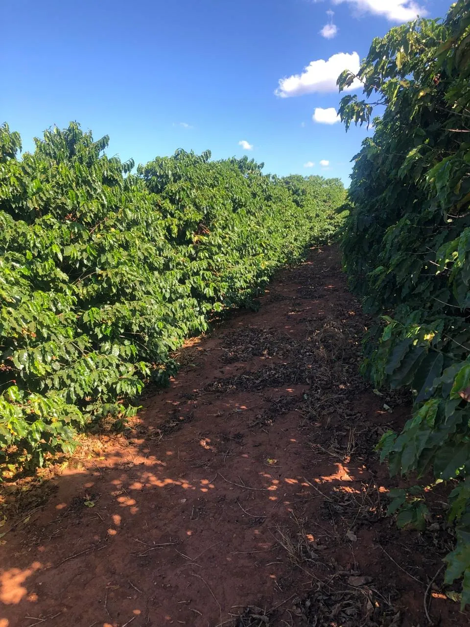 Fazenda à venda de 128 ha em São João da Boa Vista, SP, Brasil