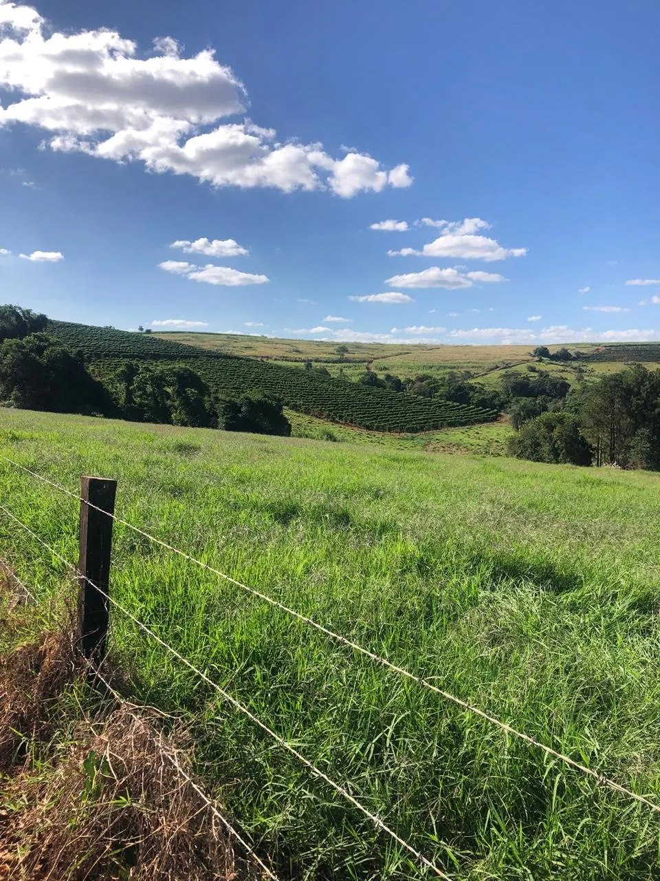 Fazenda à venda de 128 ha em São João da Boa Vista, SP, Brasil
