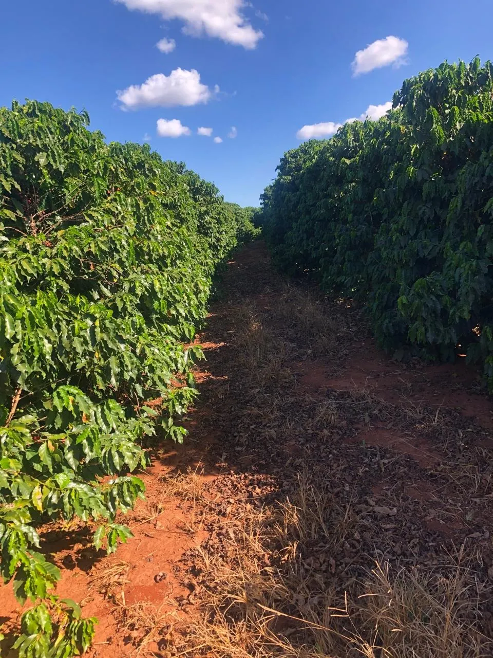 Fazenda à venda de 128 ha em São João da Boa Vista, SP, Brasil