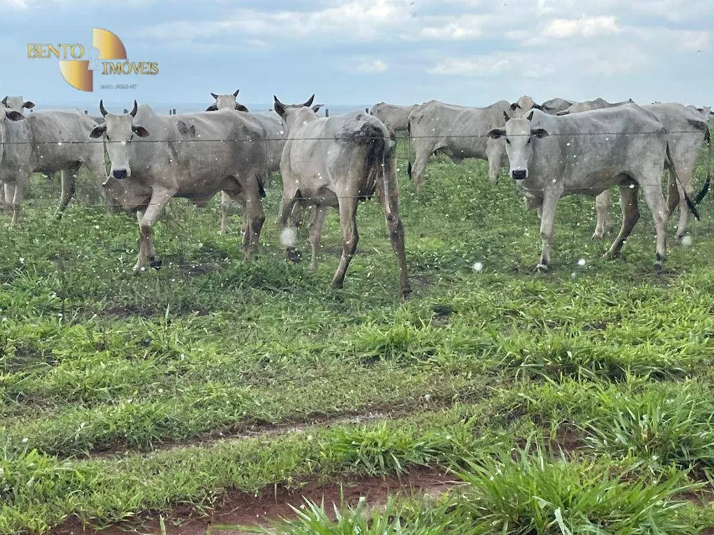 Fazenda à venda de 11.500 ha em Nova Ubiratã, MT, Brasil