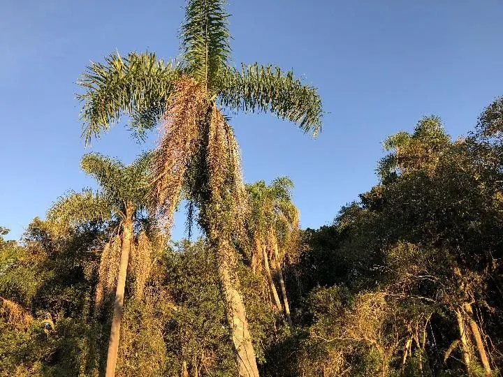 Sítio à venda de 2 ha em Santo Antônio da Patrulha, RS, Brasil