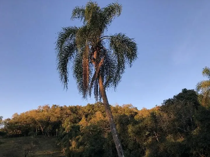 Sítio à venda de 2 ha em Santo Antônio da Patrulha, RS, Brasil