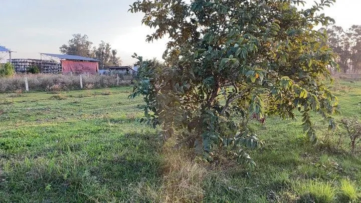 Chácara à venda de 4.800 m² em Santo Antônio da Patrulha, RS, Brasil