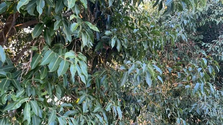 Chácara à venda de 4.800 m² em Santo Antônio da Patrulha, RS, Brasil