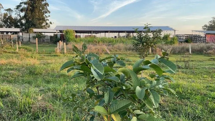 Chácara à venda de 4.800 m² em Santo Antônio da Patrulha, RS, Brasil