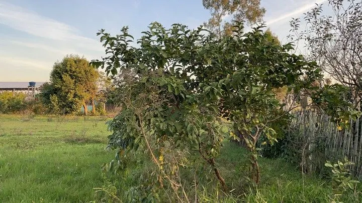 Chácara à venda de 4.800 m² em Santo Antônio da Patrulha, RS, Brasil