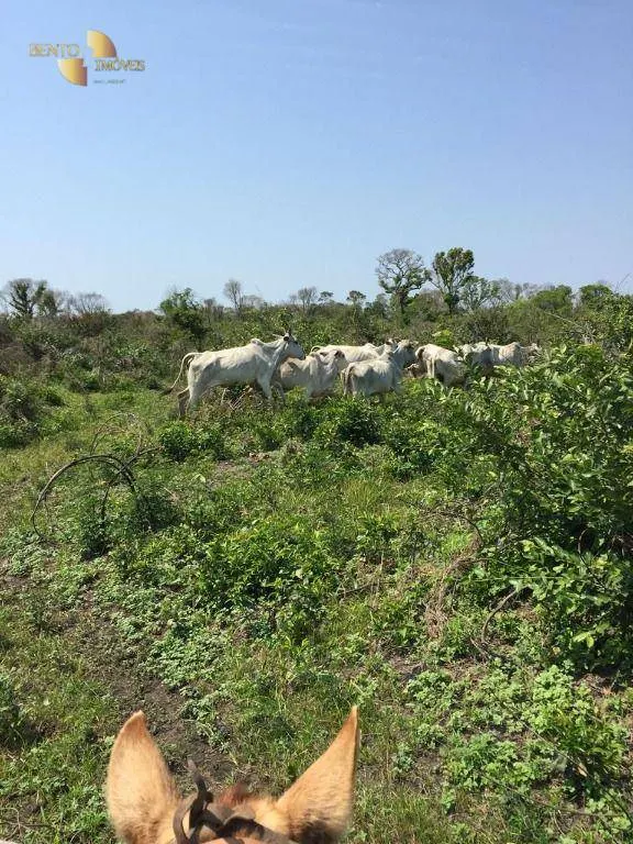 Fazenda à venda de 3.200 ha em Poconé, MT, Brasil
