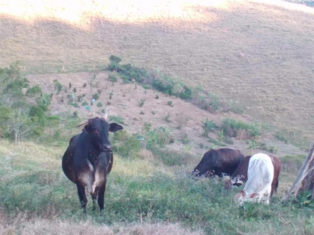 Sítio à venda de 12 ha em Natividade da Serra, SP, Brasil