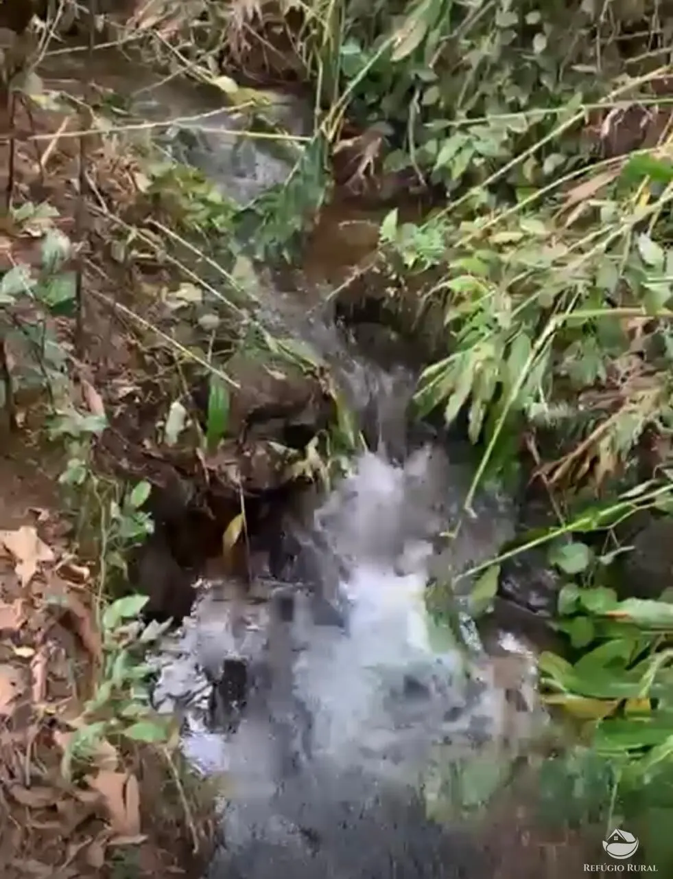 Fazenda à venda de 242 ha em Roseira, SP, Brasil