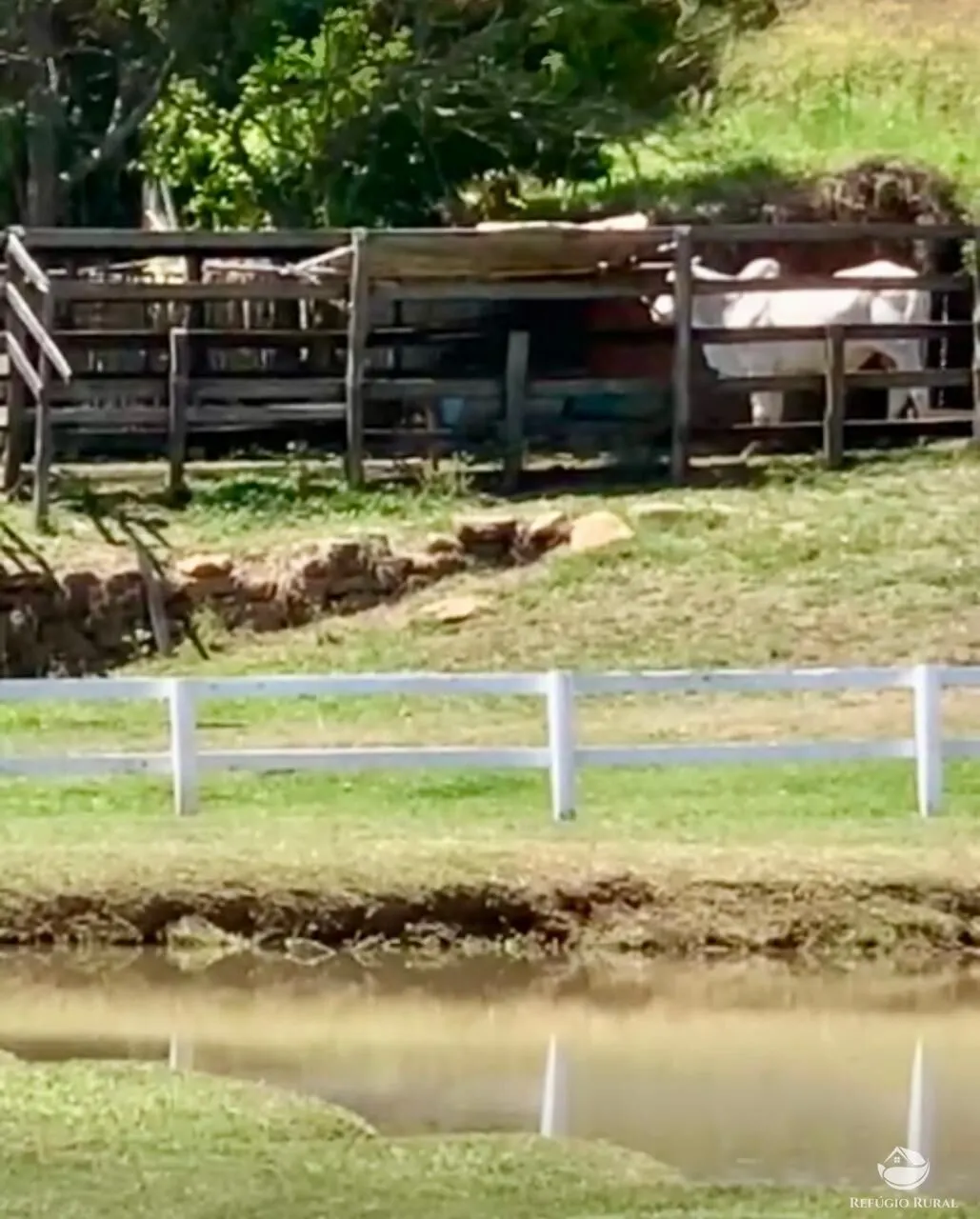 Fazenda à venda de 242 ha em Roseira, SP, Brasil