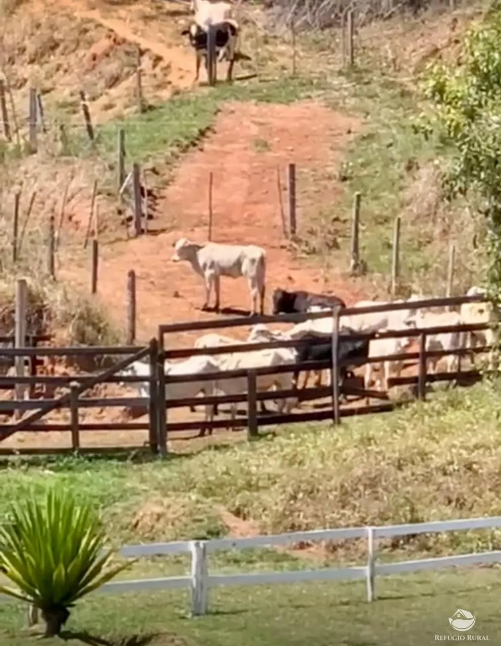 Fazenda à venda de 242 ha em Roseira, SP, Brasil