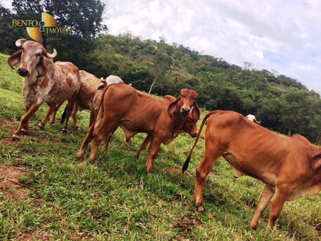 Farm for sale of 1,735 acres in Cuiabá, MT, Brazil