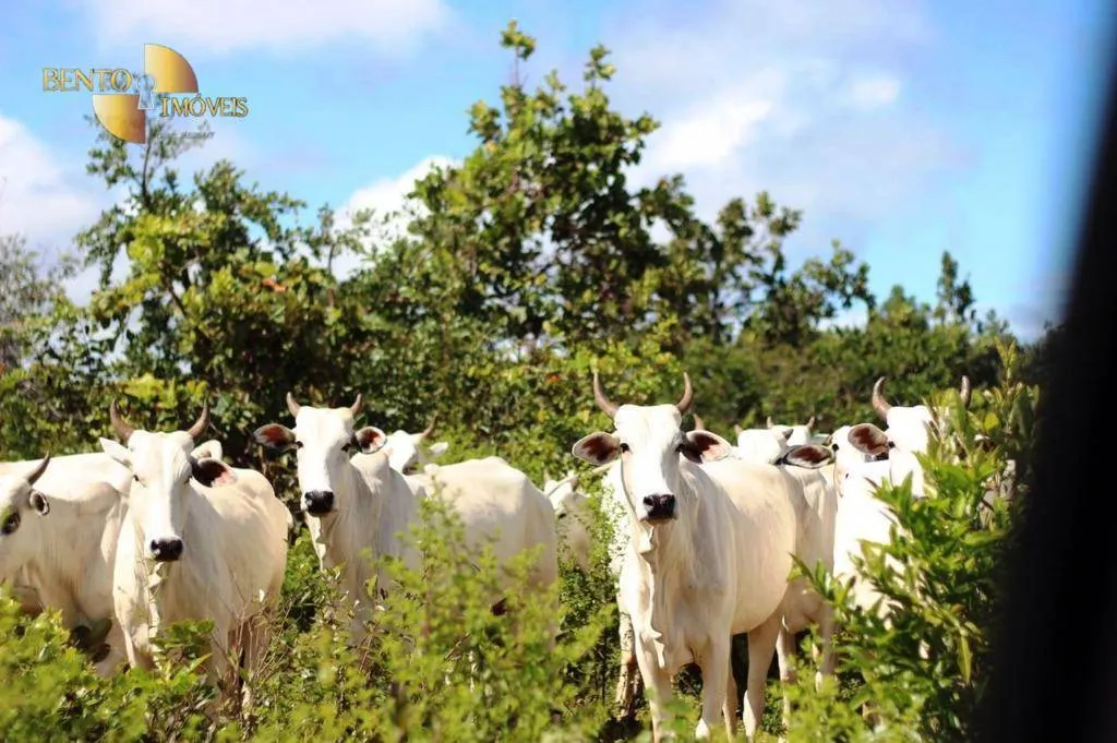 Farm for sale of 1,735 acres in Cuiabá, MT, Brazil