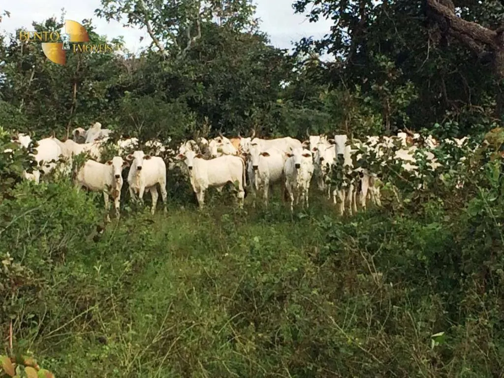 Farm for sale of 1,735 acres in Cuiabá, MT, Brazil