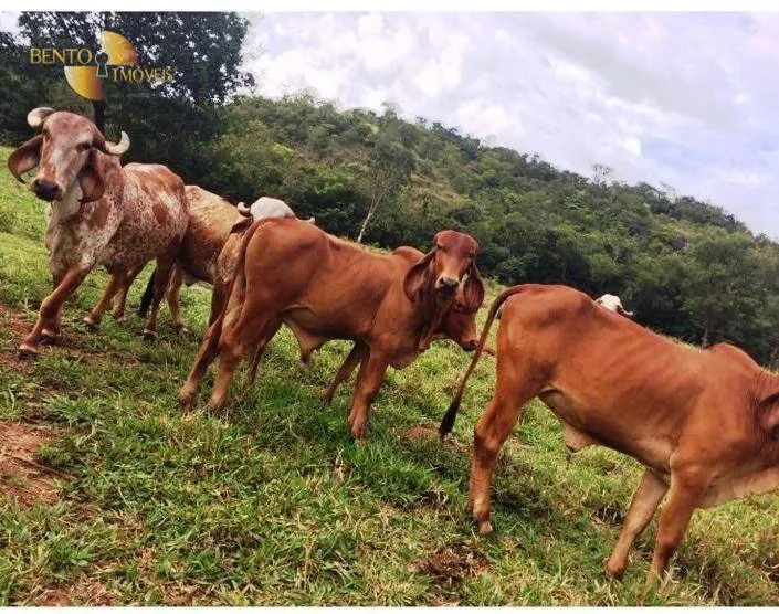 Farm for sale of 1,735 acres in Cuiabá, MT, Brazil