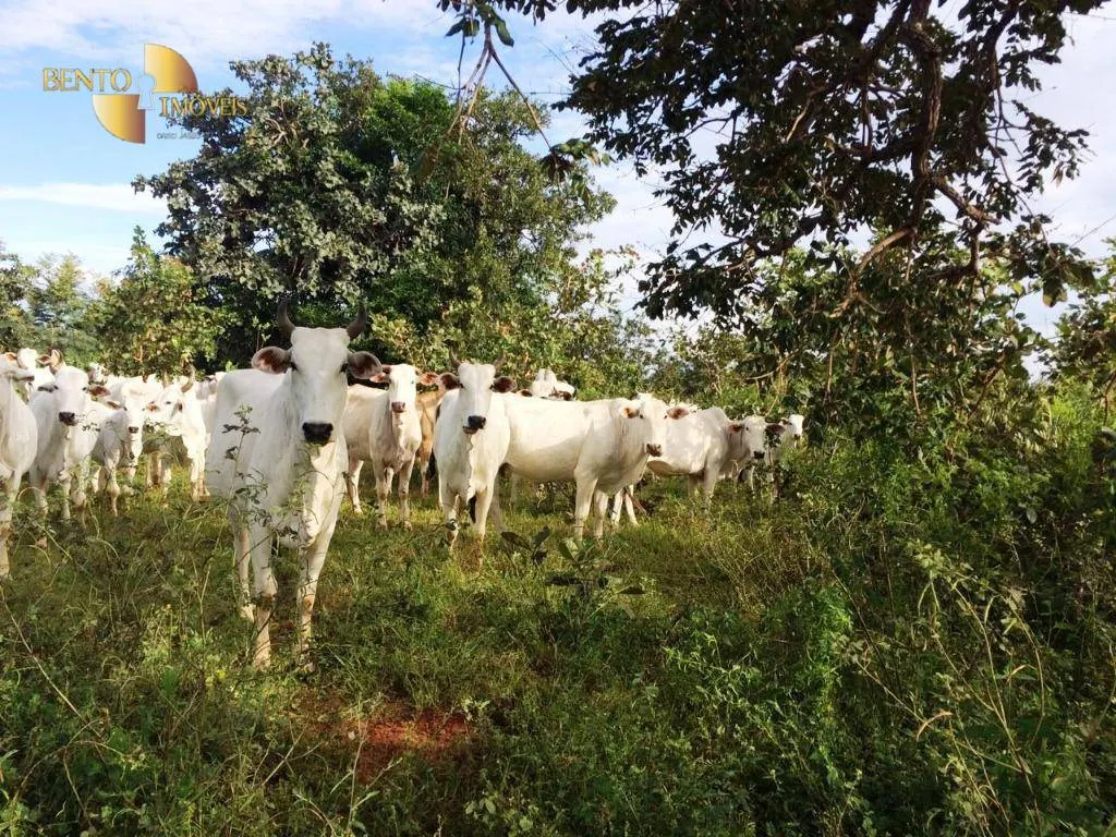 Farm for sale of 1,735 acres in Cuiabá, MT, Brazil