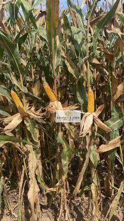 Farm for sale of 6,425 acres in Porto Alegre do Norte, MT, Brazil