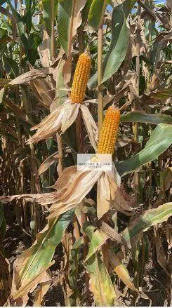 Farm for sale of 6,425 acres in Porto Alegre do Norte, MT, Brazil