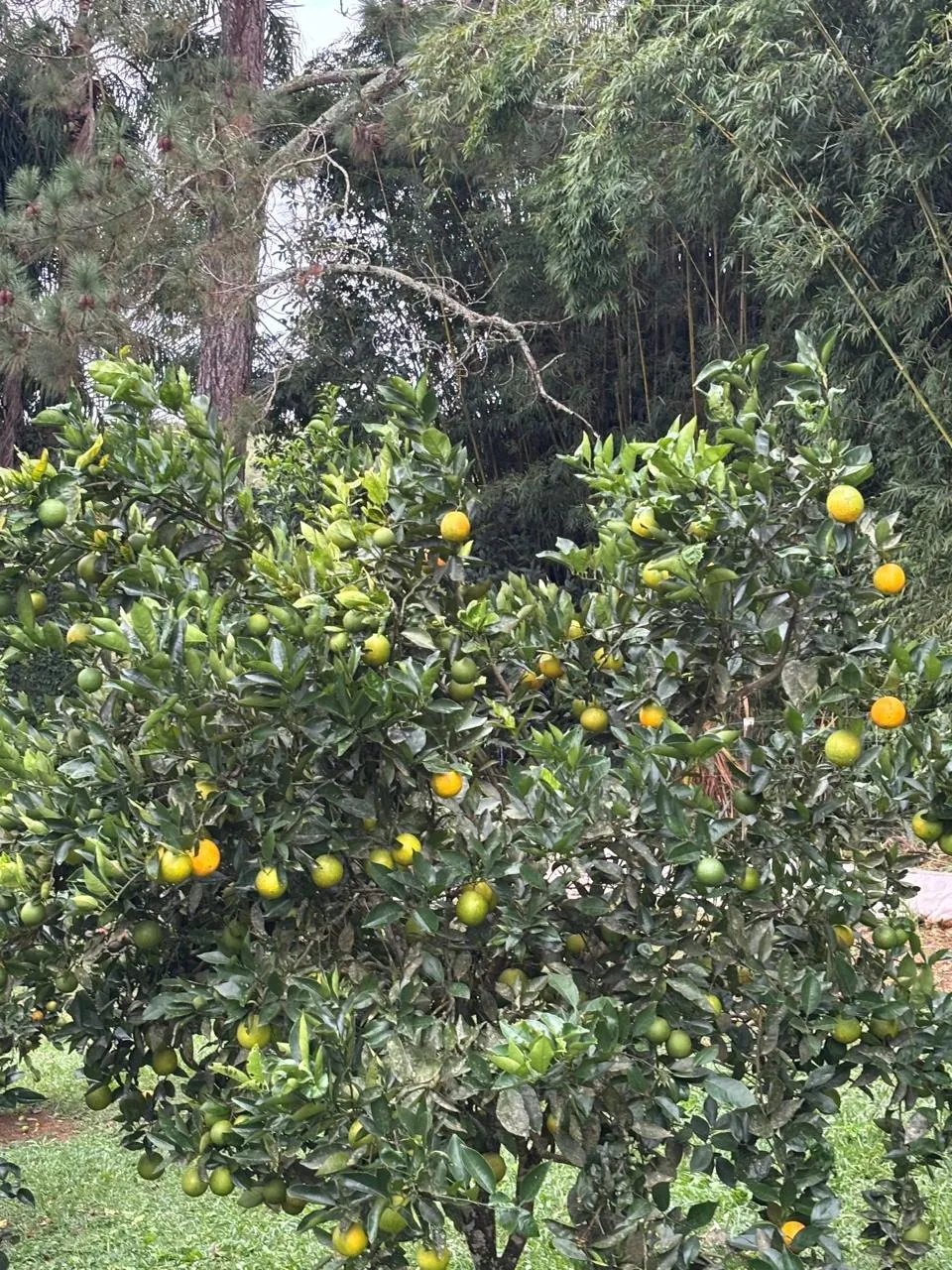 Fazenda à venda de 5 ha em São Miguel Arcanjo, SP, Brasil