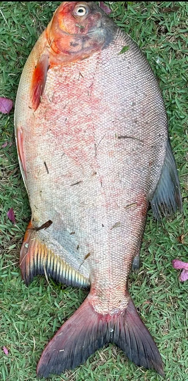Fazenda à venda de 5 ha em São Miguel Arcanjo, SP, Brasil