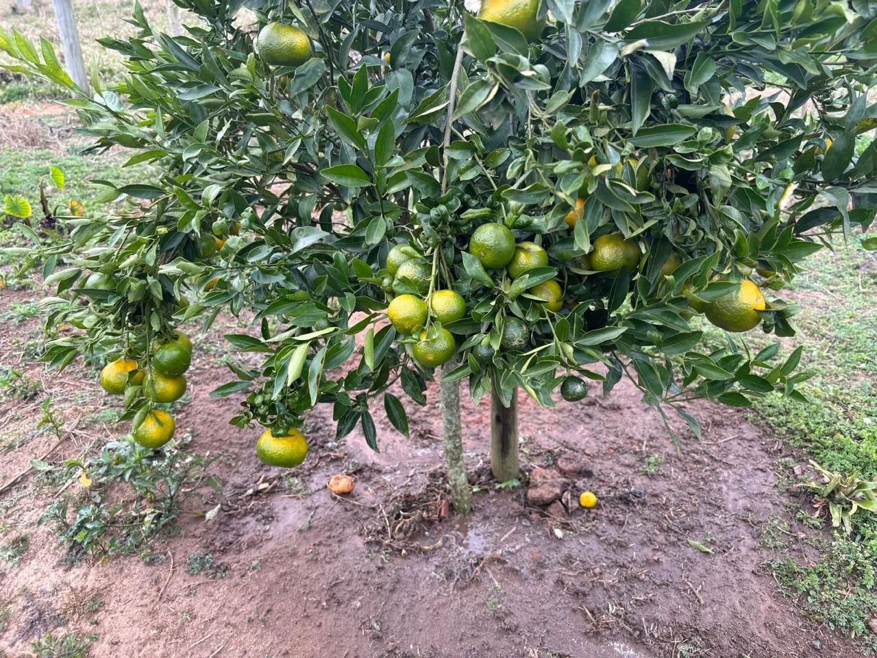 Fazenda à venda de 5 ha em São Miguel Arcanjo, SP, Brasil