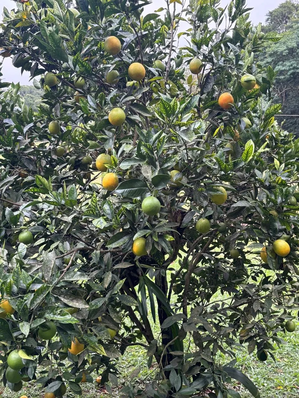 Fazenda à venda de 5 ha em São Miguel Arcanjo, SP, Brasil