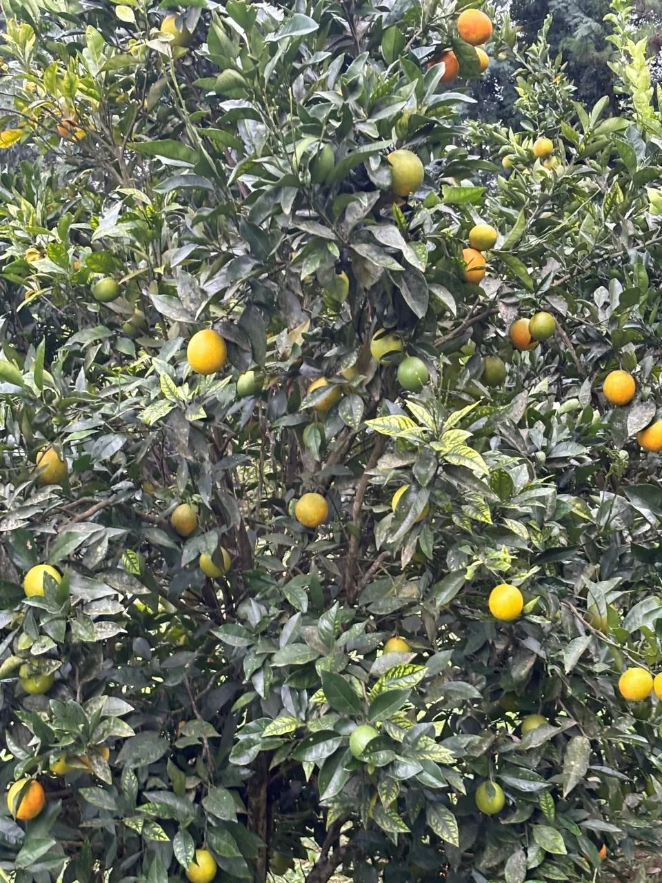 Fazenda à venda de 5 ha em São Miguel Arcanjo, SP, Brasil